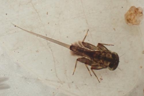 Ecdyonurus sp.
